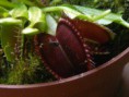 Dionaea muscipula