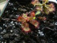 Drosera