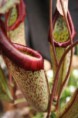 Nepenthes 